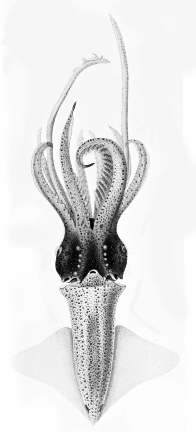 Similar enope squid