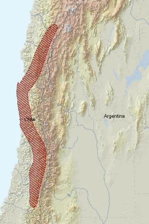 Mendozan Chinchilla Rat