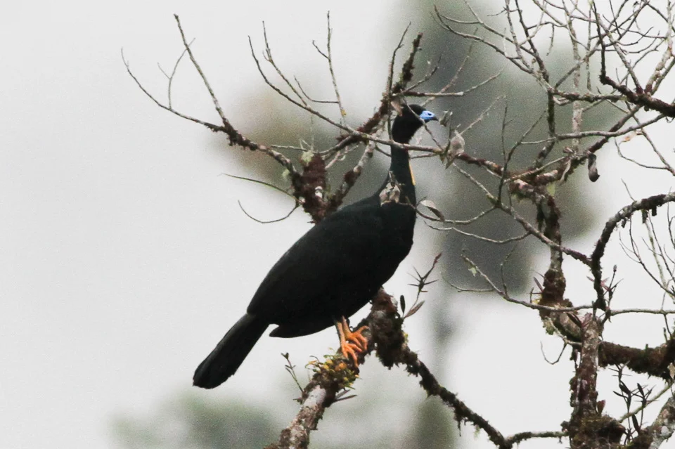 Wattled Guan