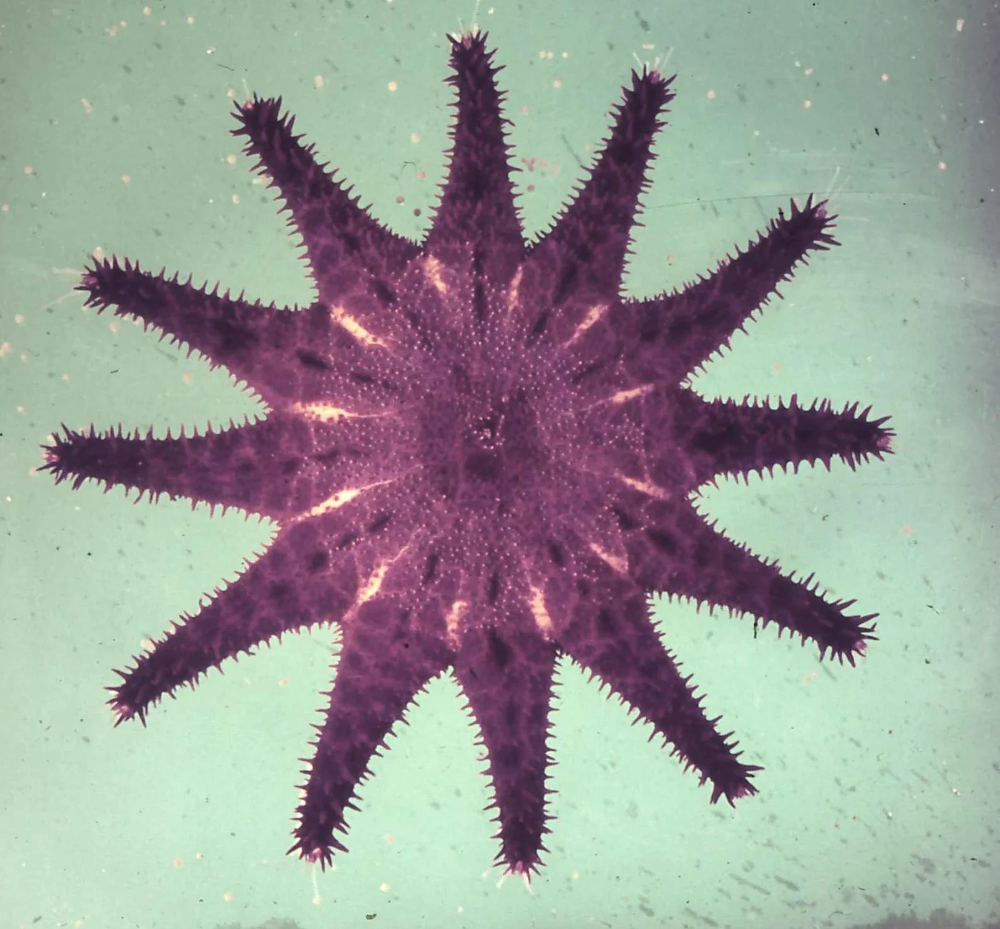 Short-spined Crown-of-Thorns