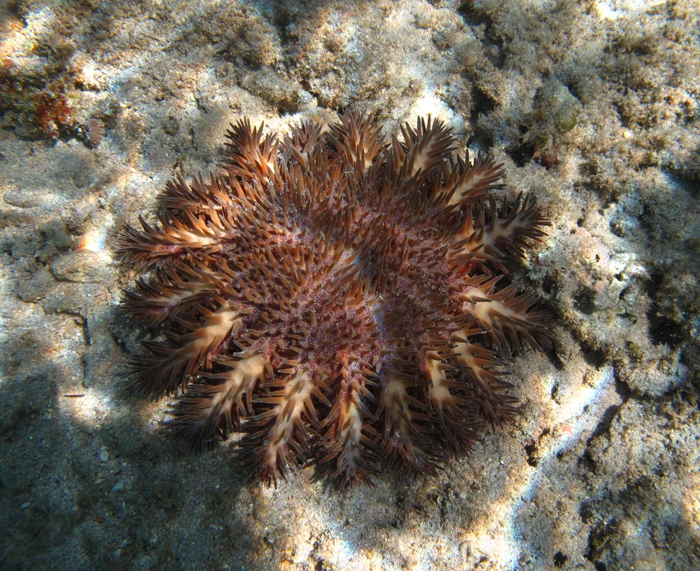 South Indian Ocean crown-of-thorns