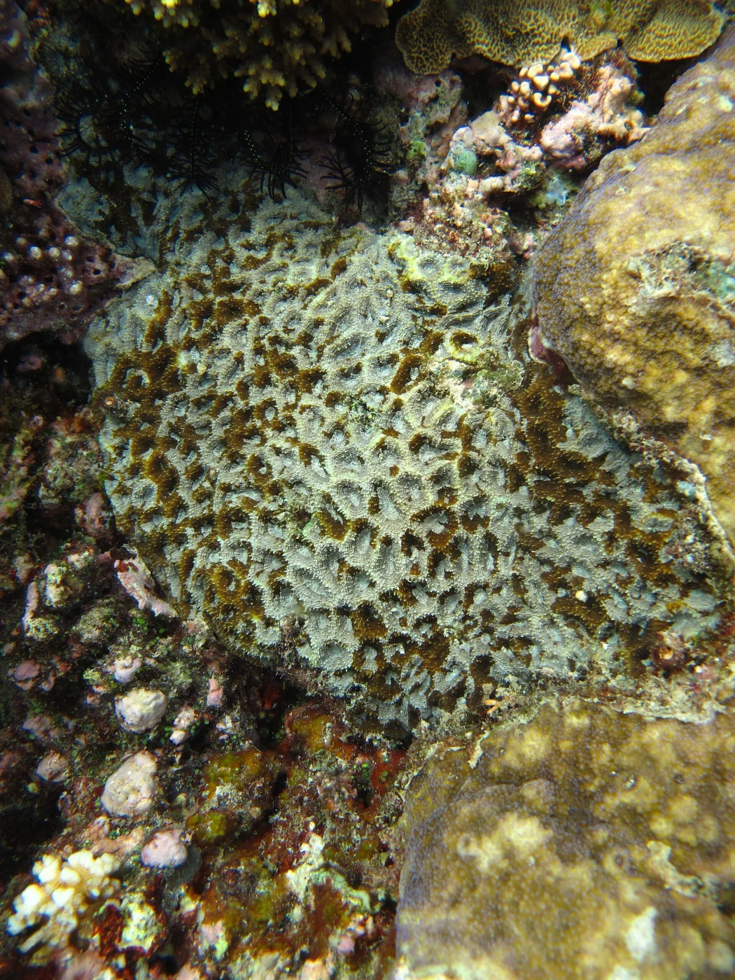 starry cup coral