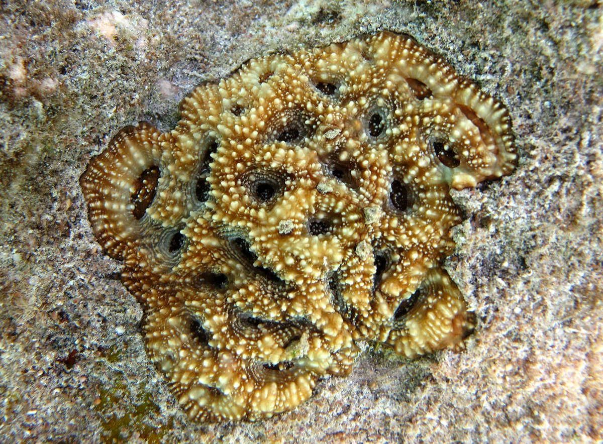 starry cup coral
