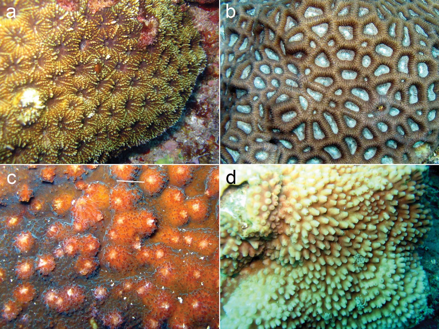 starry cup coral