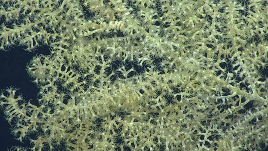 armoured sea fan coral