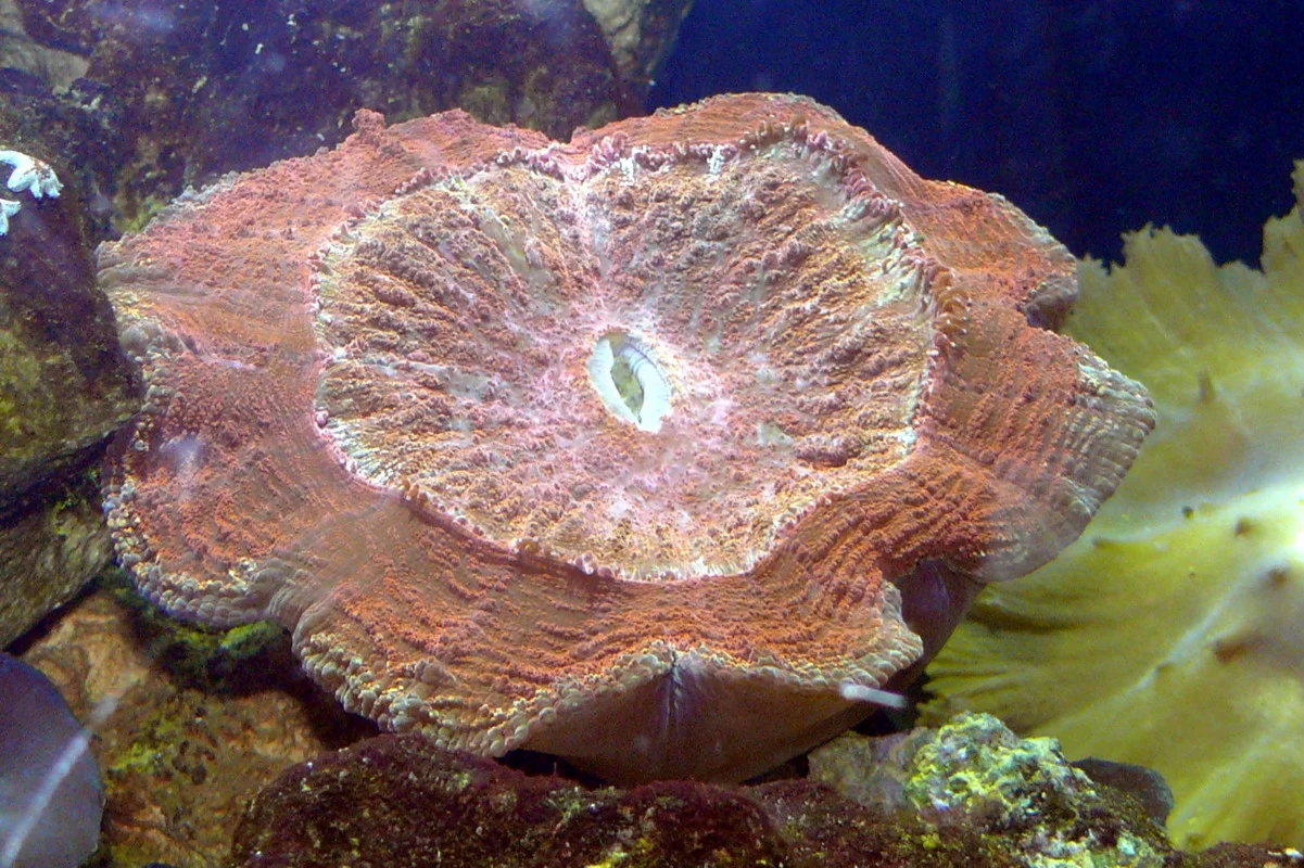 flat cup coral