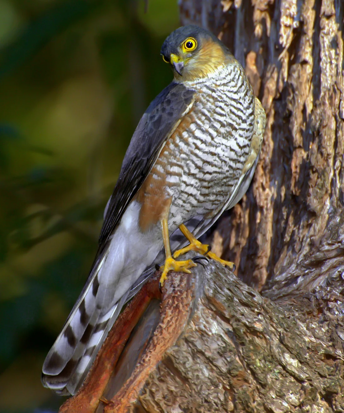 White-breasted Hawk