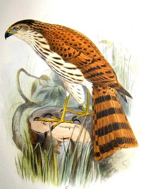 Vinous-breasted Sparrowhawk