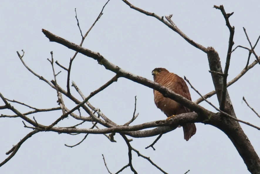 Tiny Hawk