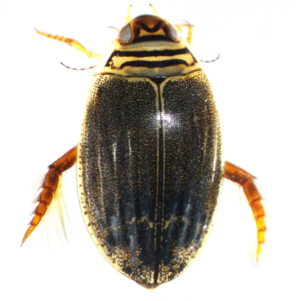 Woods Predaceous Diving Beetle