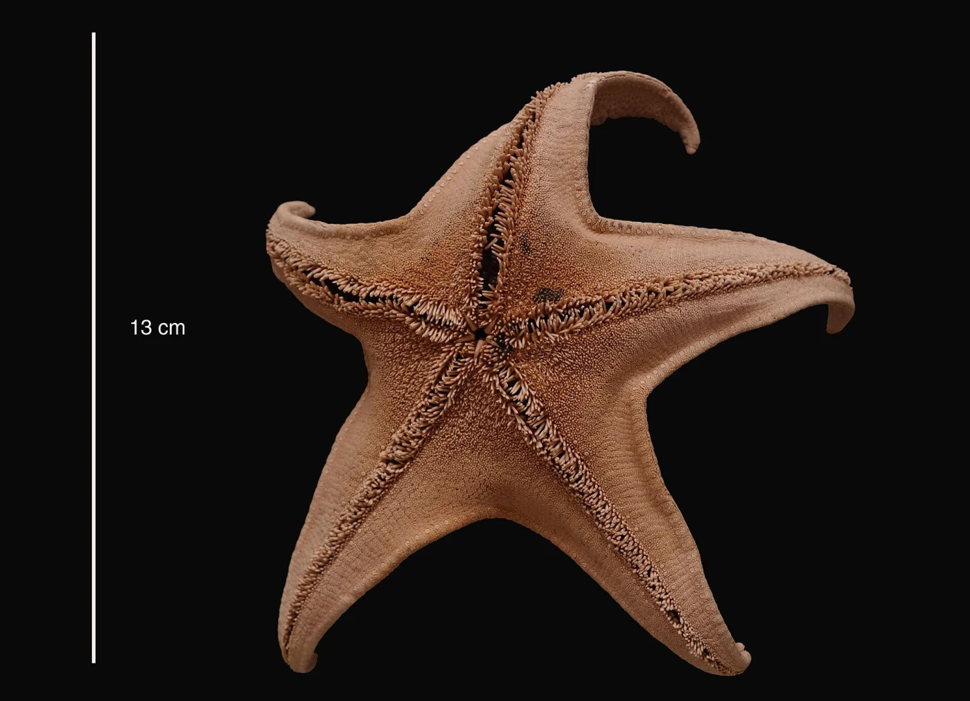 Conspicuous Starfish