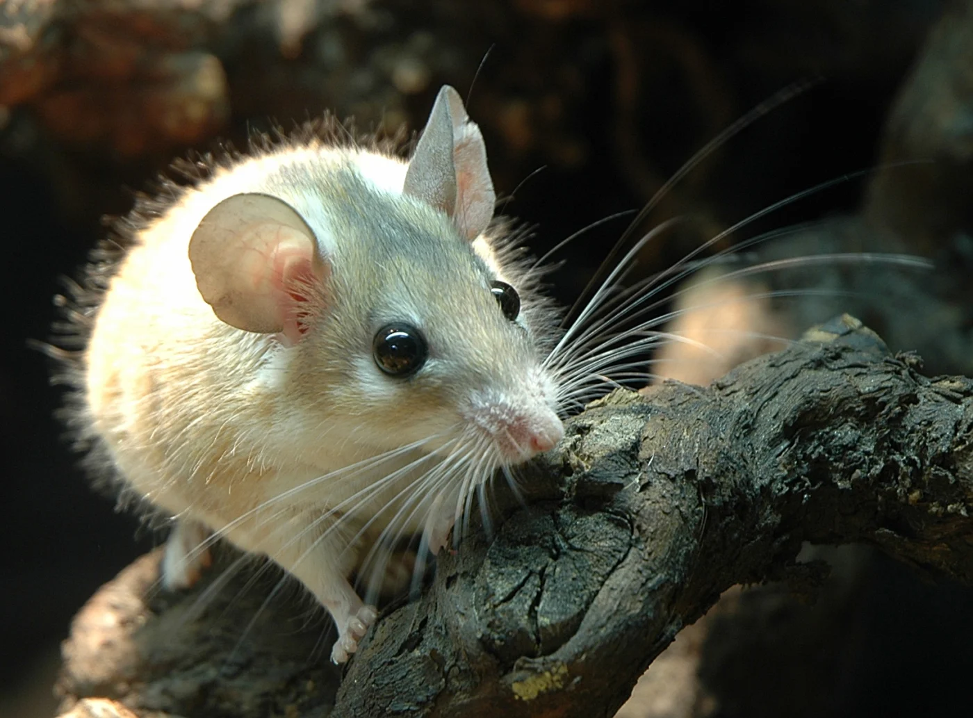 Arabian Spiny Mouse