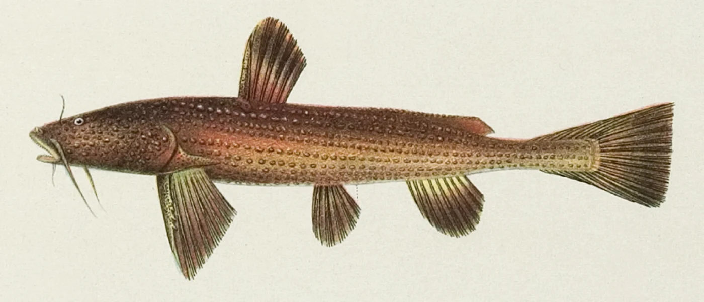 Asian Banjo Catfish