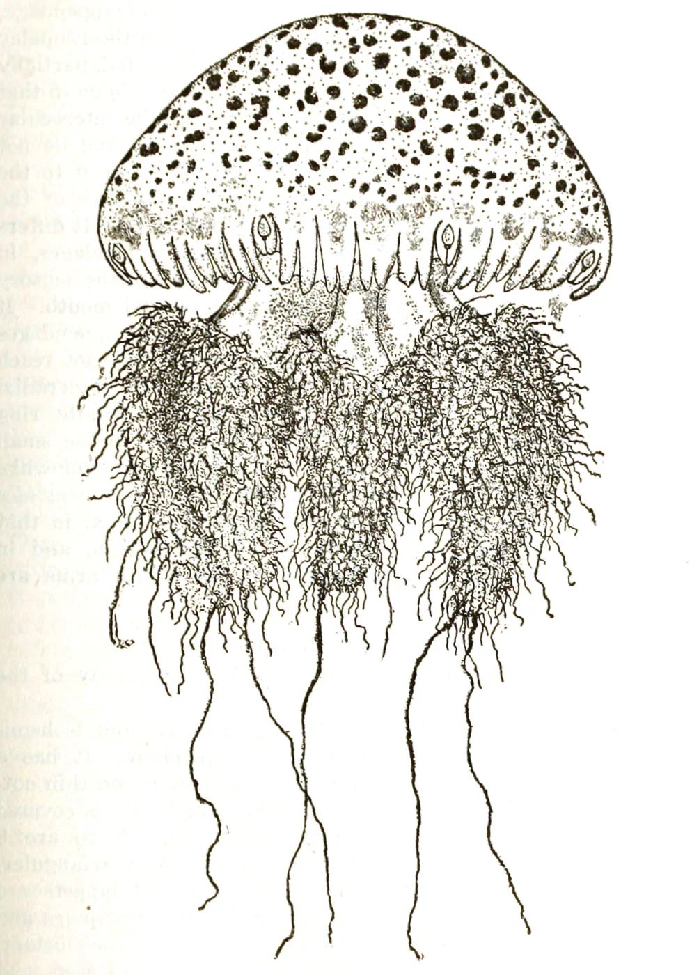 Edible Jelly