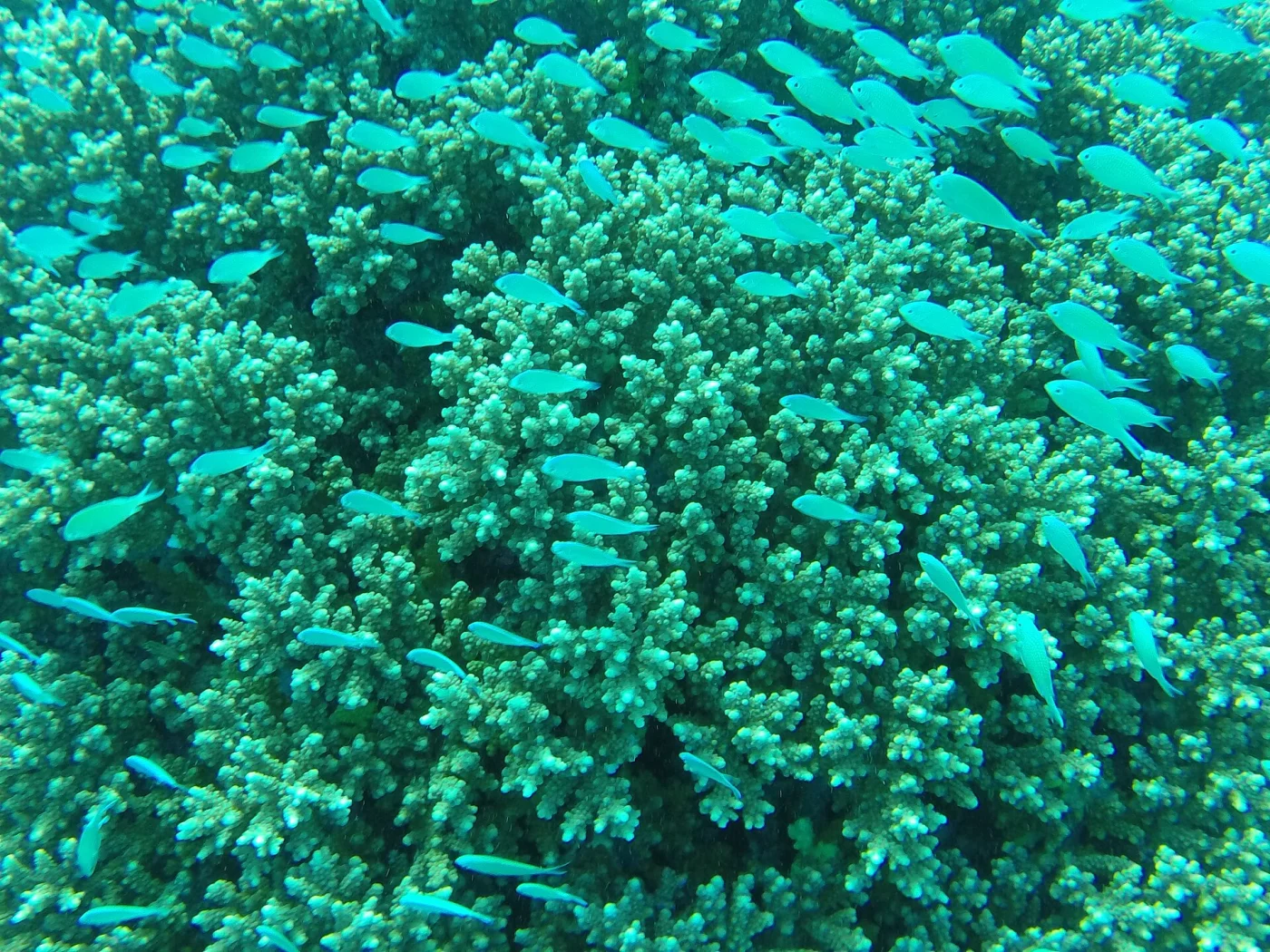 Staghorn Coral