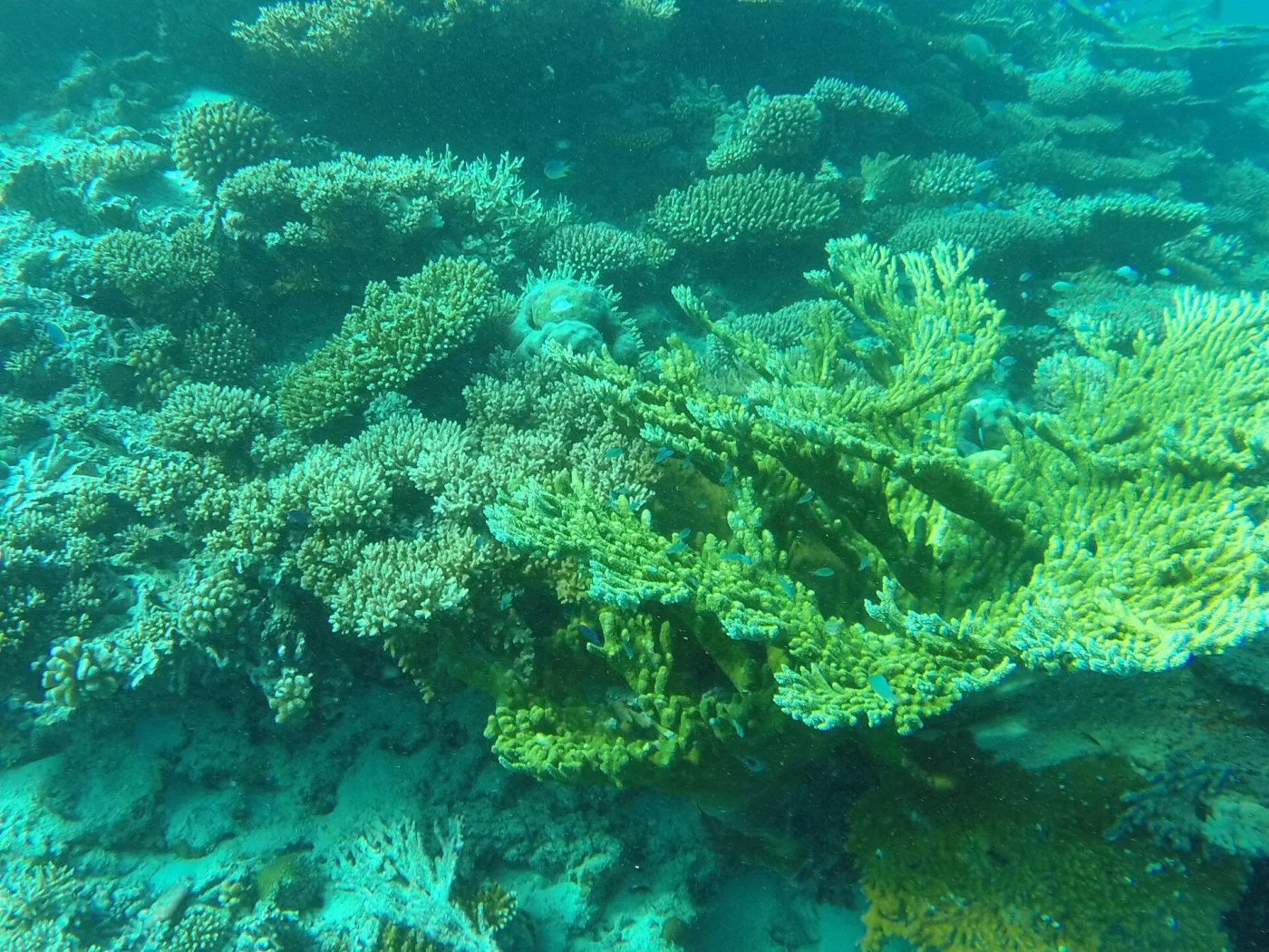 plate coral