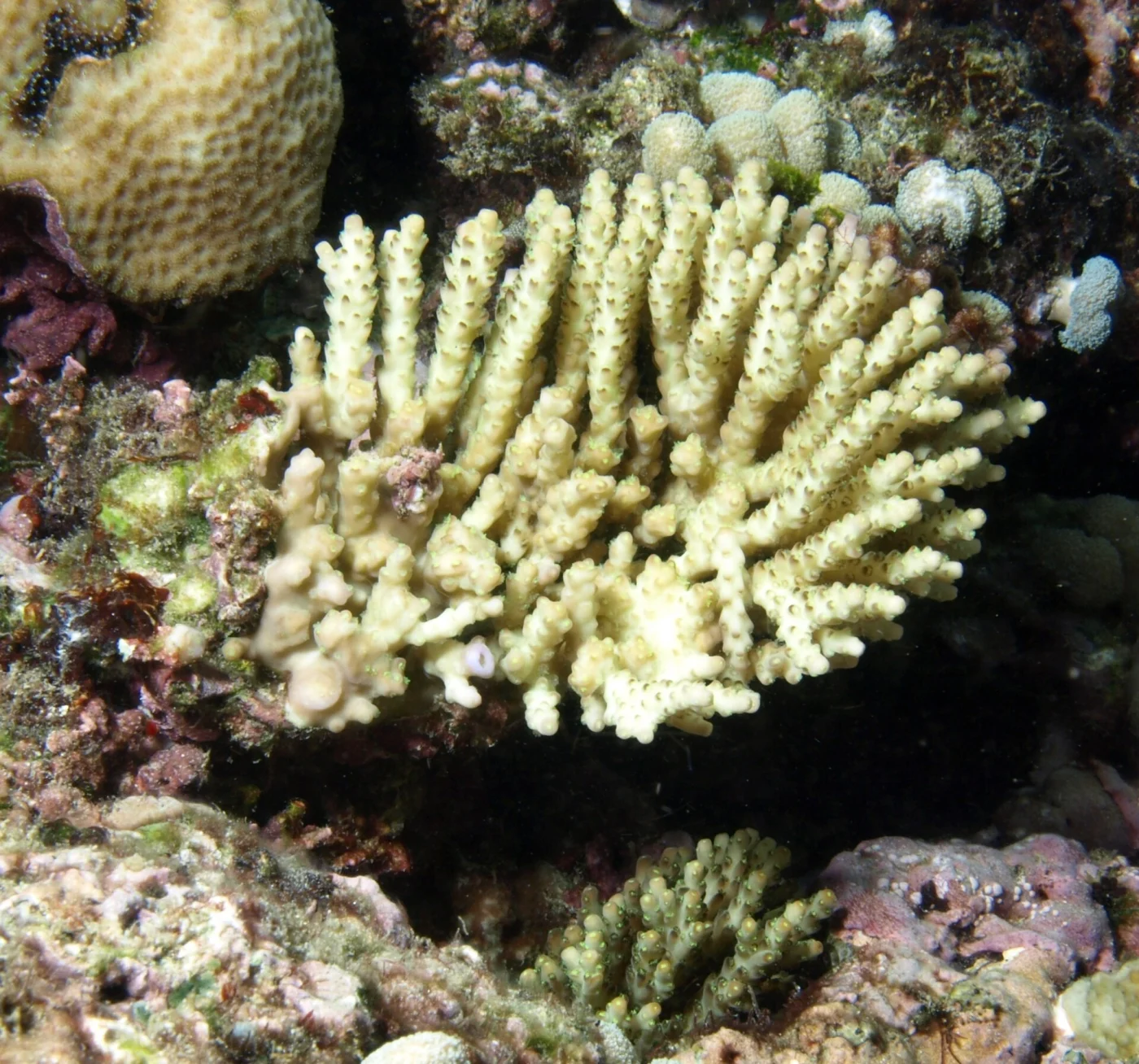 sky blue coral