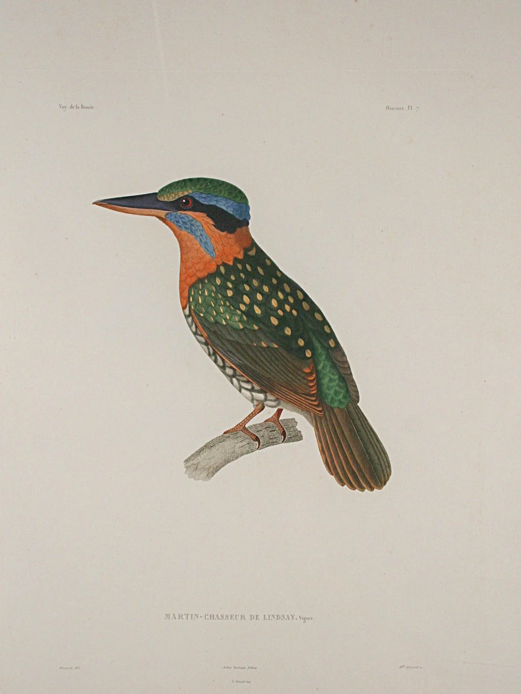 Spotted Kingfisher