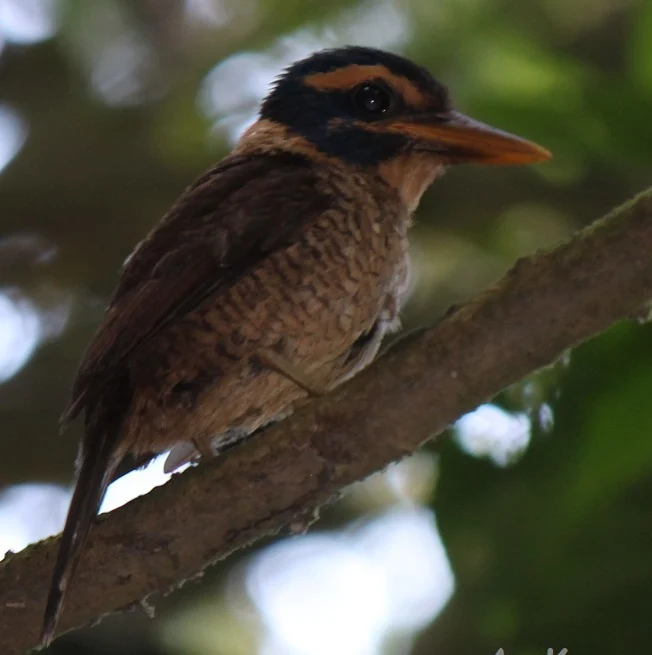 Scaly Kingfisher
