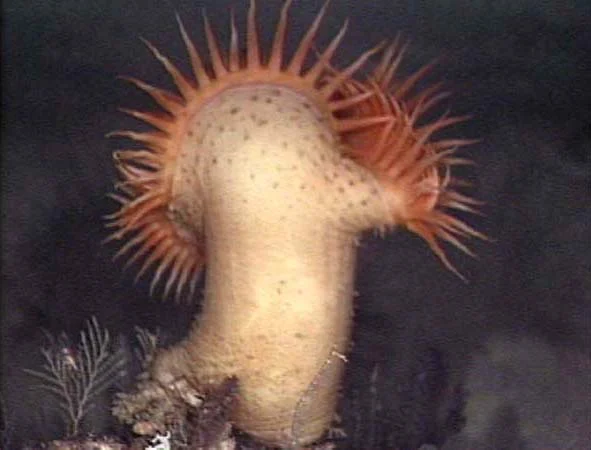 Actinernus michaelsarsi