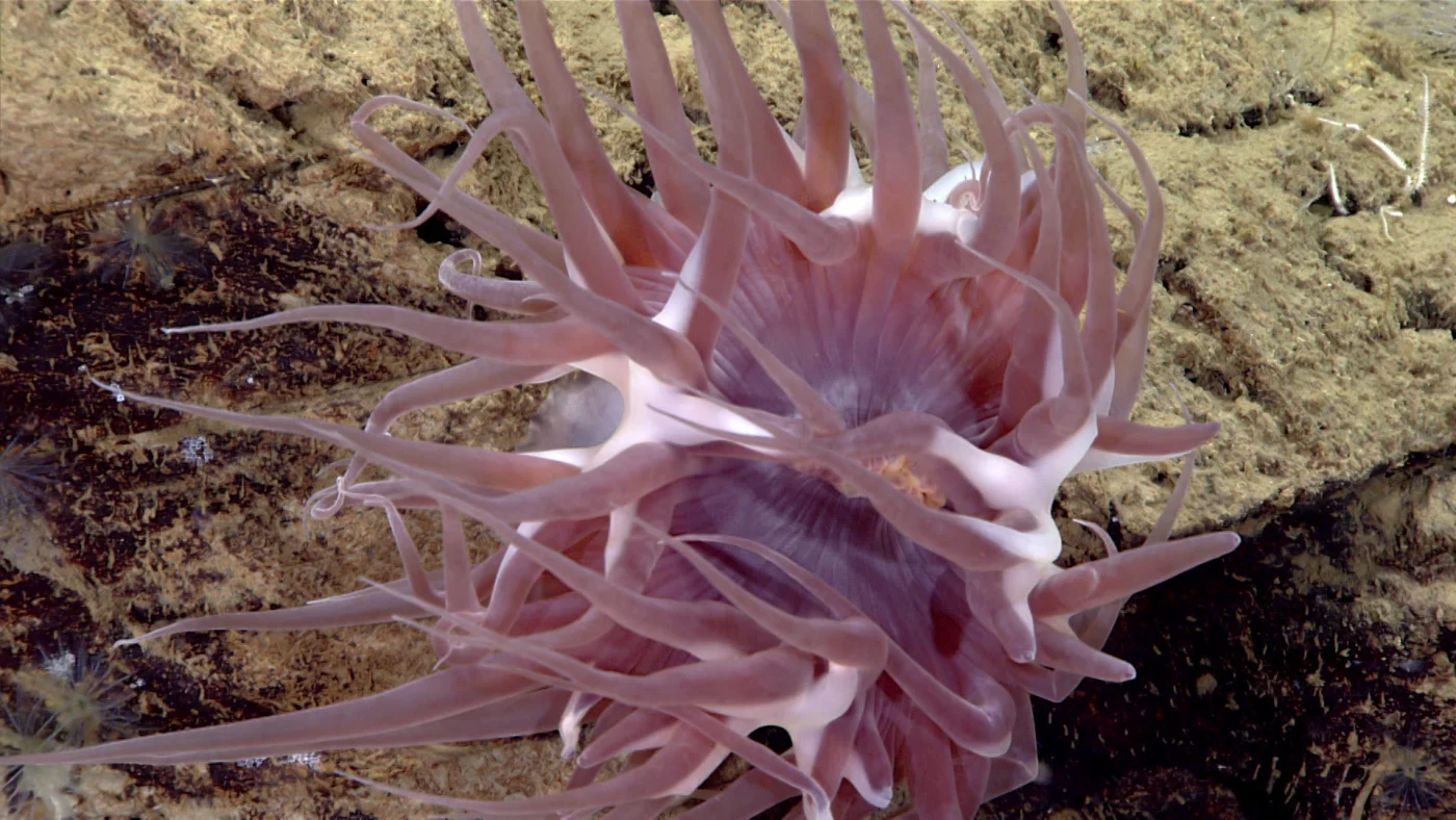 common sea anemone