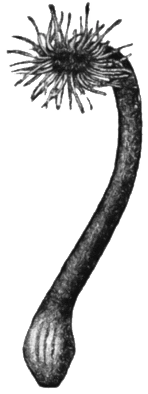 Actinia australiensis