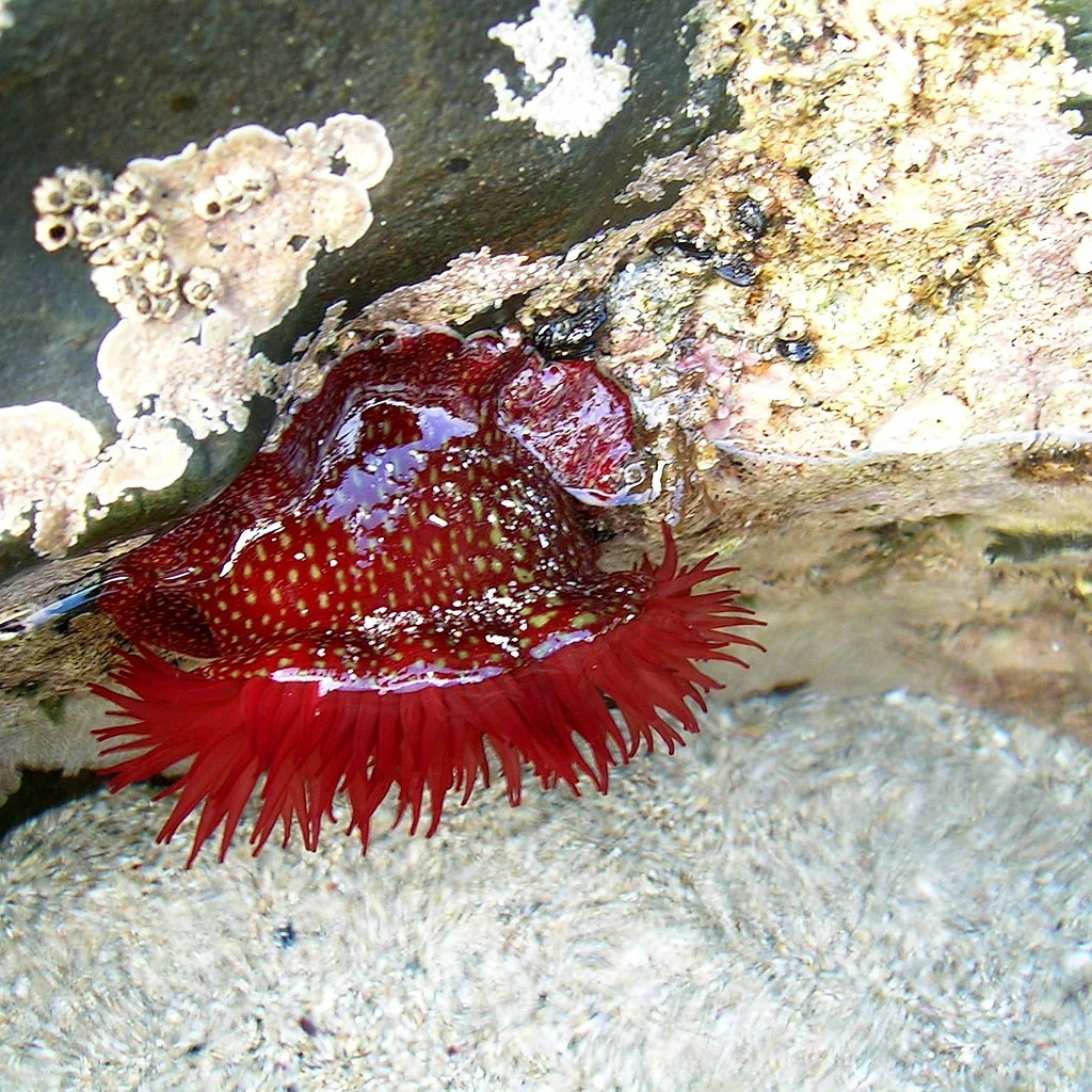 Strawberry Anemone