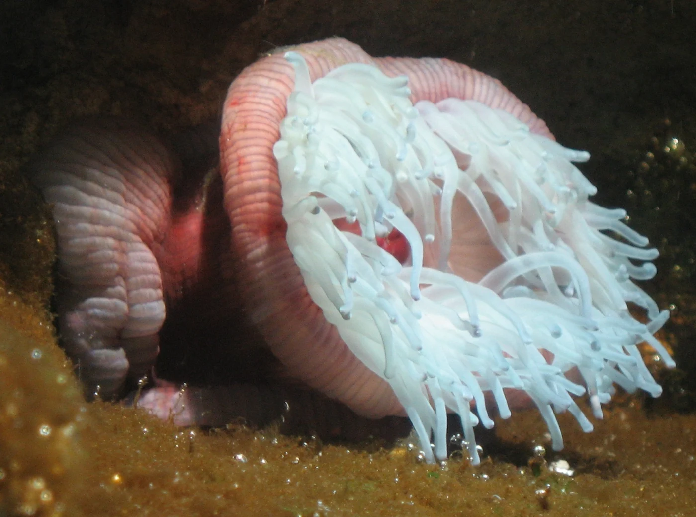Actinia prasina