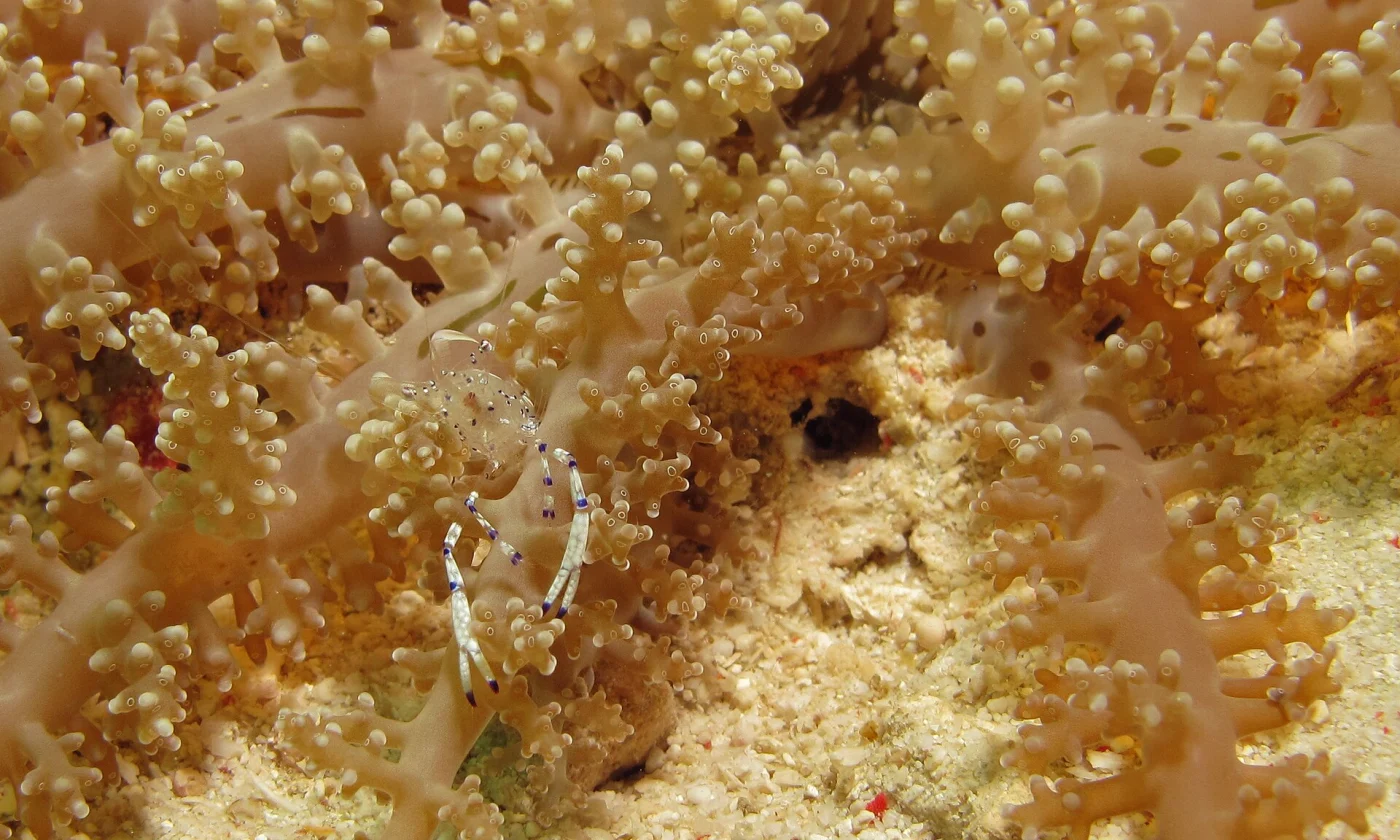 branching anemone