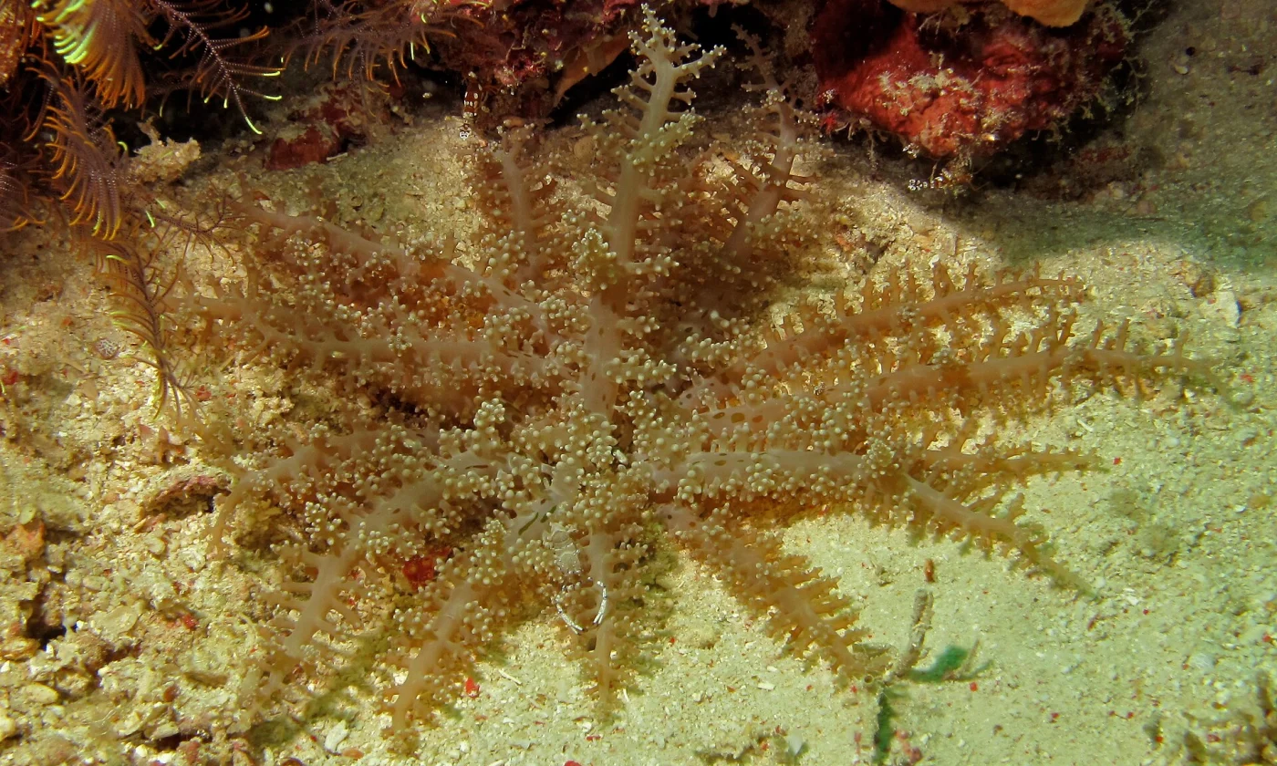 branching anemone