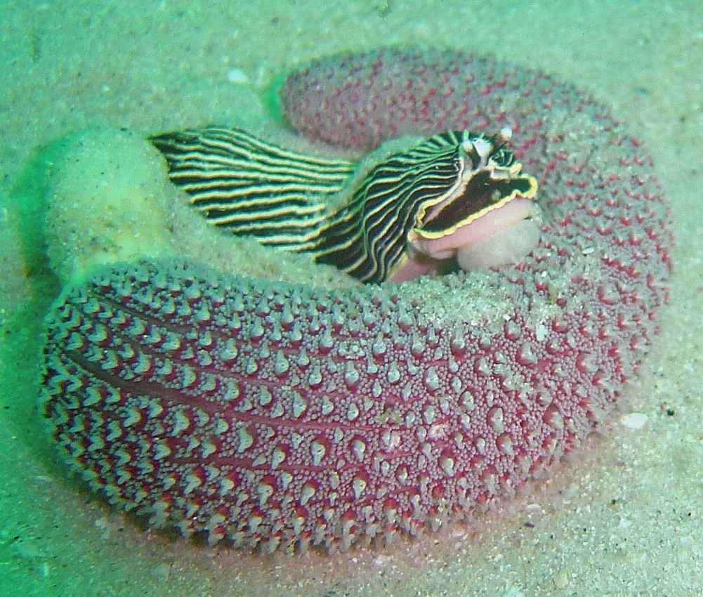 radial sea pen