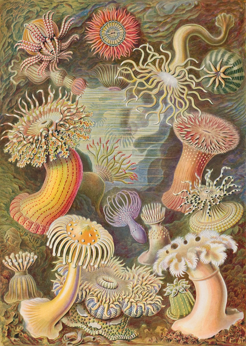 collared sand anemone