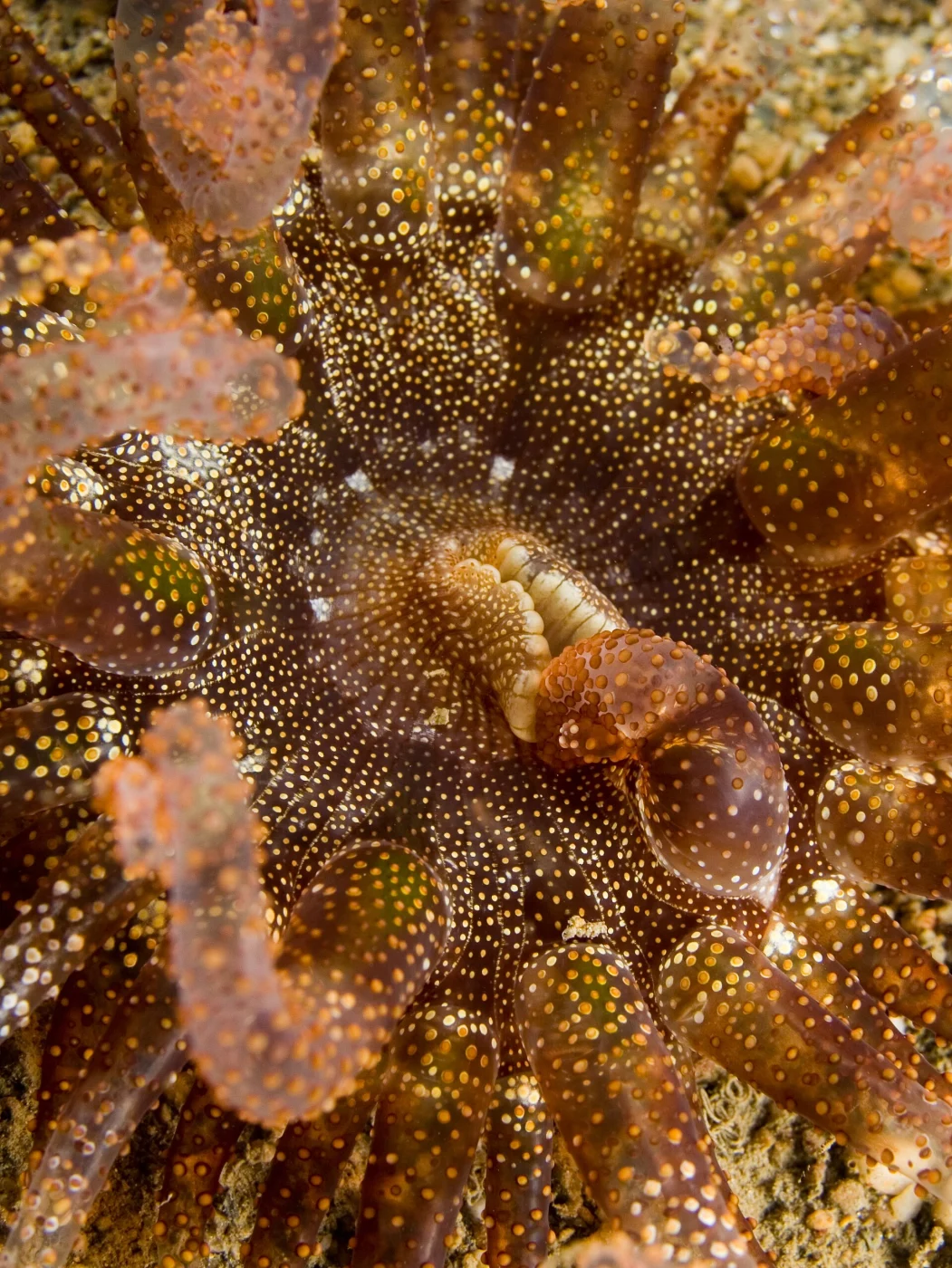Haeckel's anemone