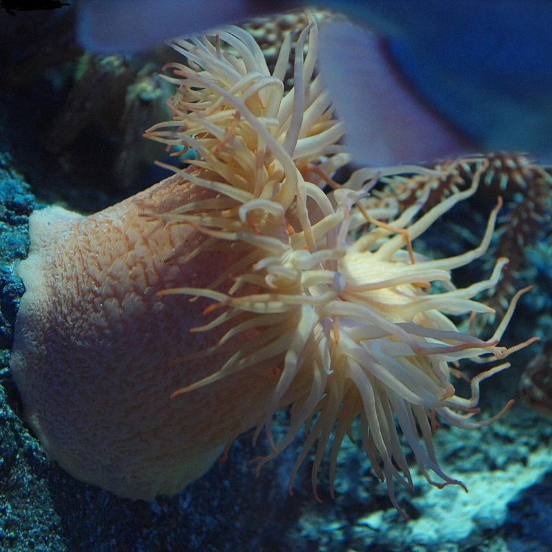 Rough-skinned Sea Anemone