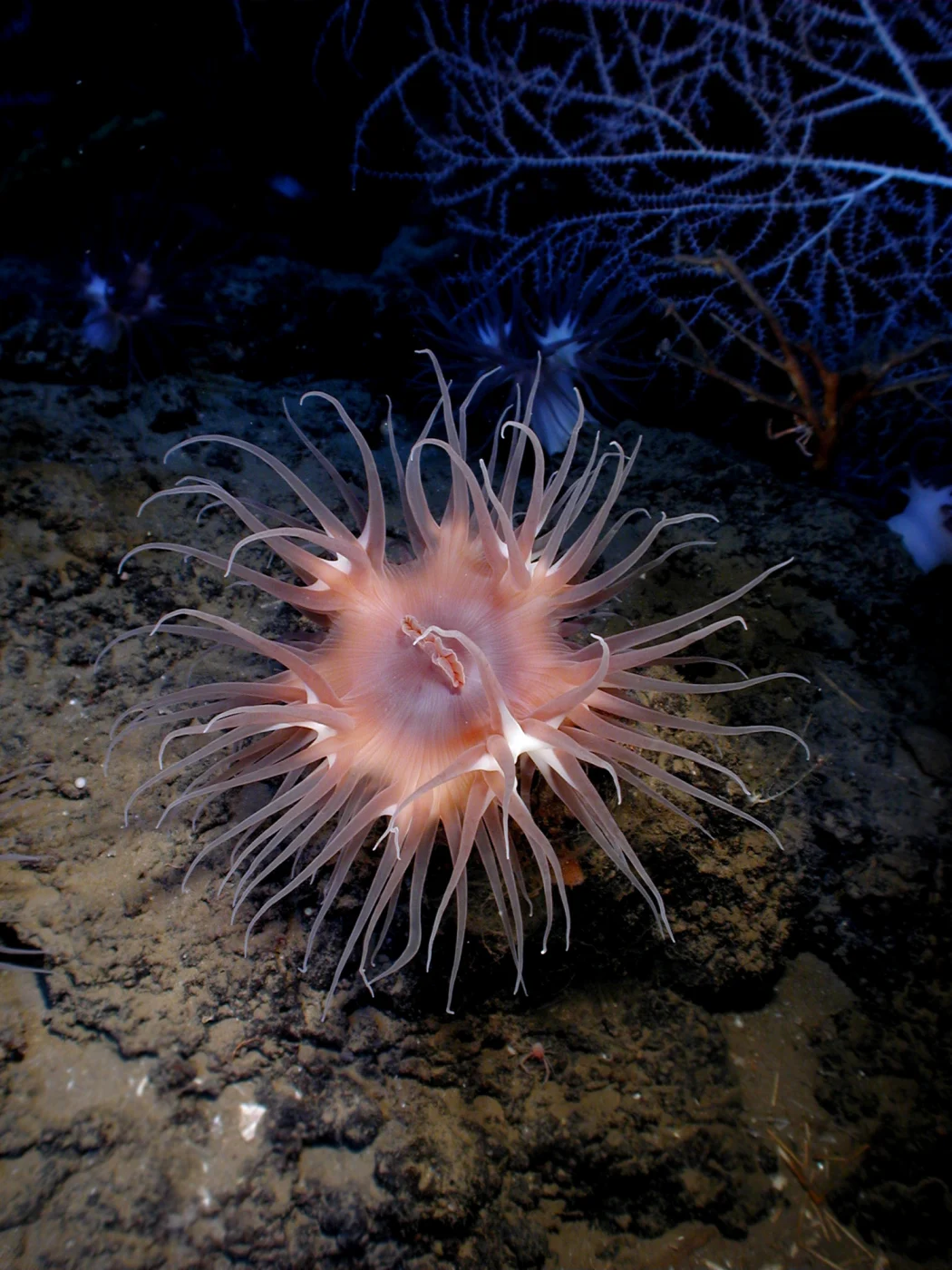 Actinostola kerguelensis