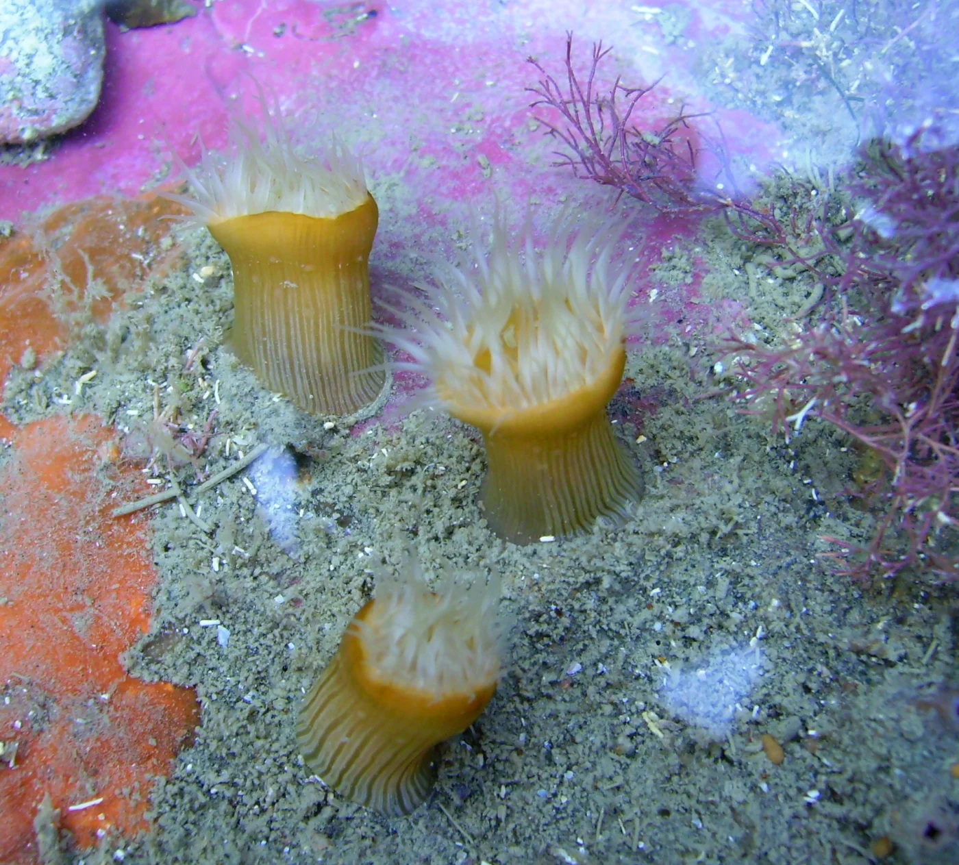 thenarian burrowing anemone