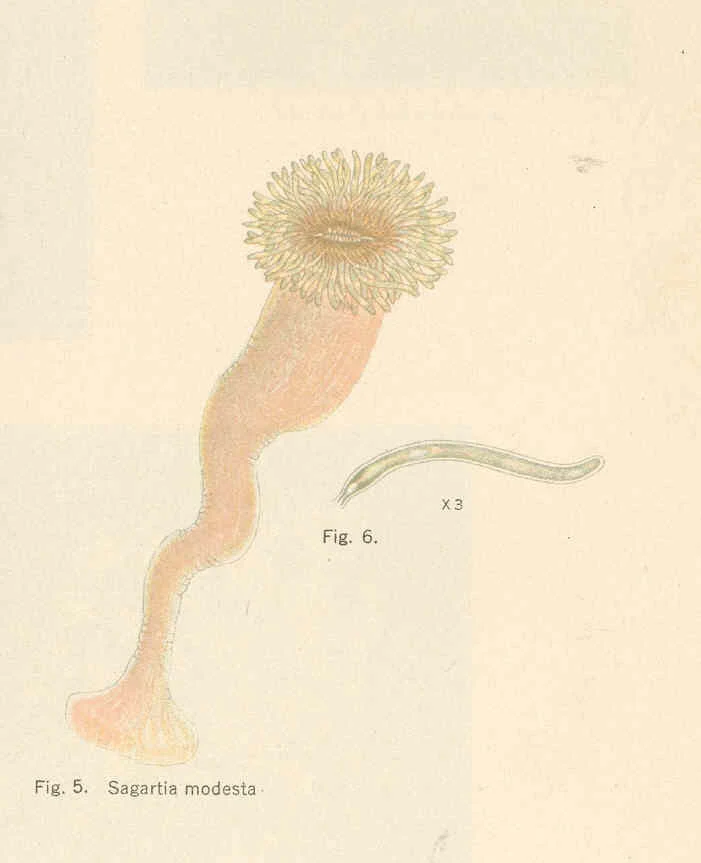 smooth burrowing anemone