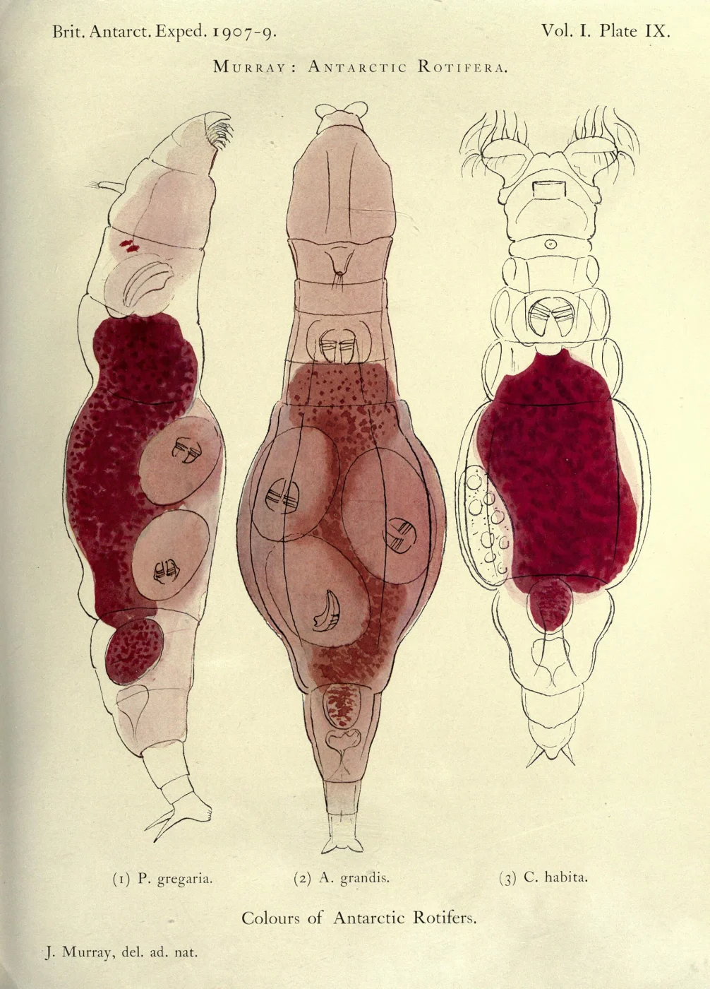 Adineta gracilis
