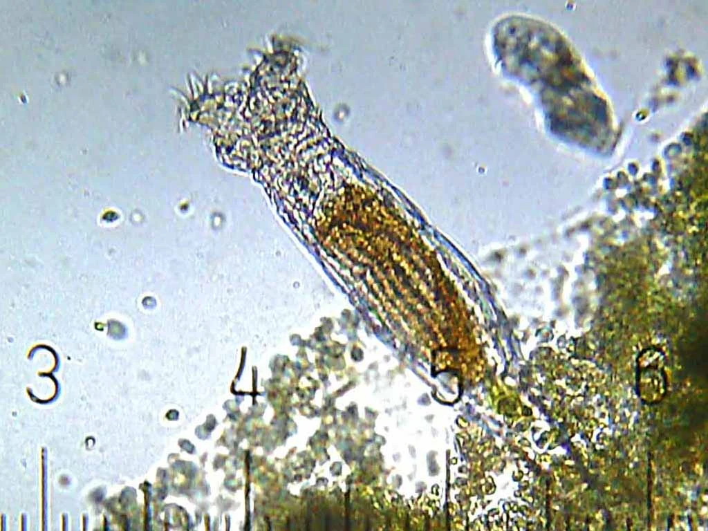 Adineta ricciae