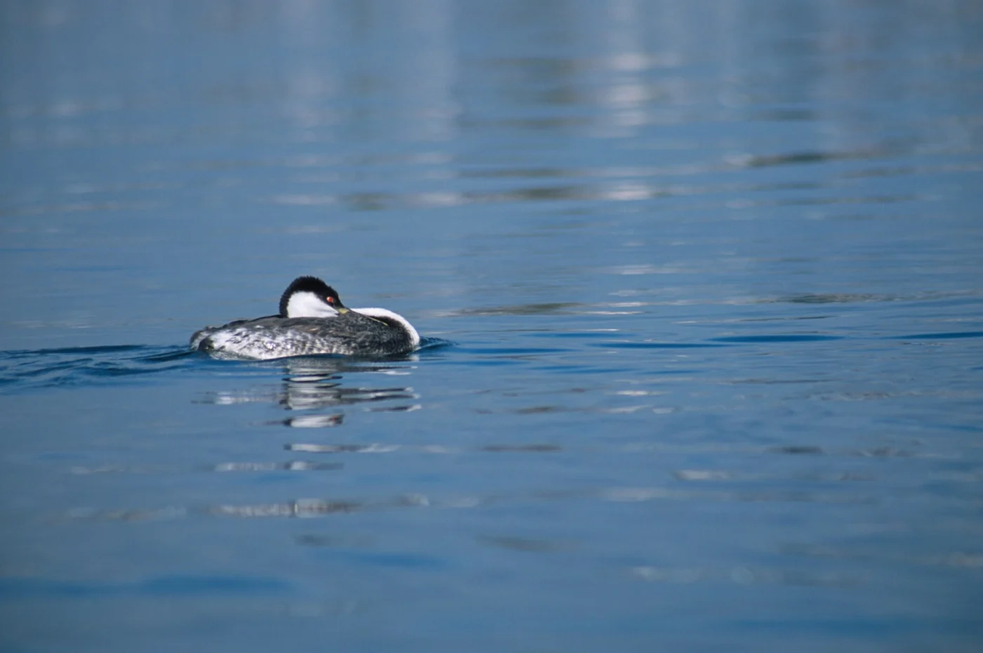 Western Grebe