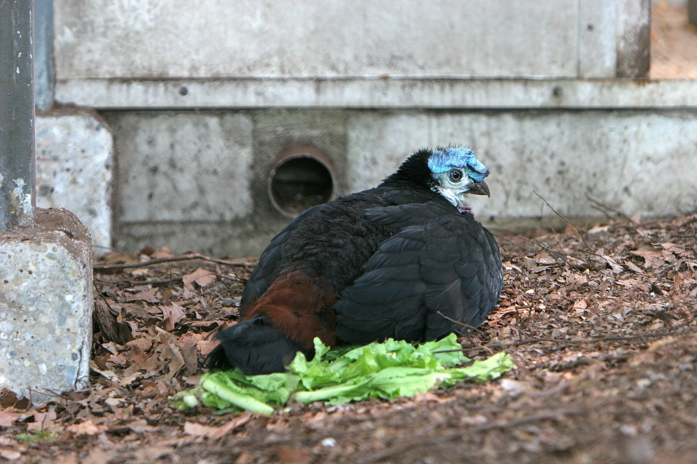 Wattled Brush-turkey