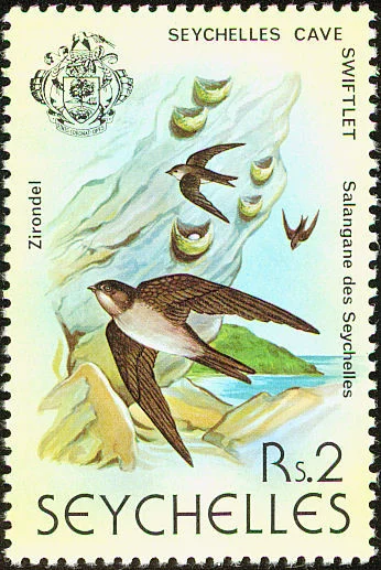 Seychelles Swiftlet