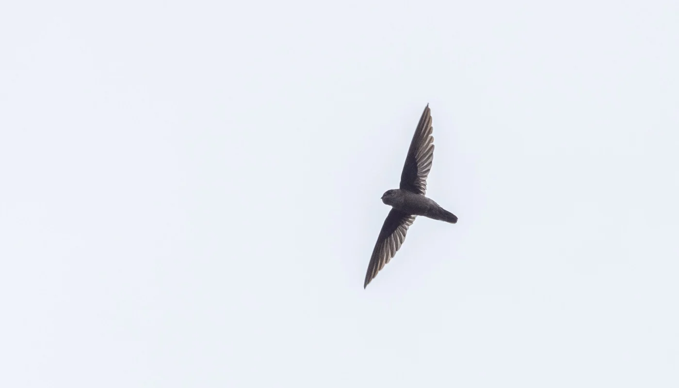 Philippine Swiftlet