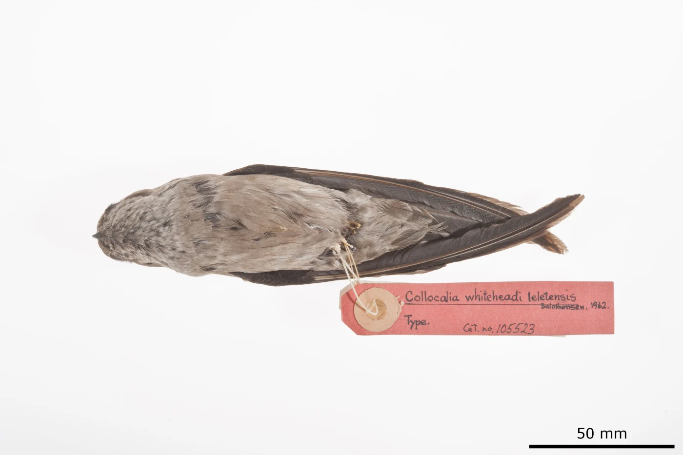 Mayr's Swiftlet