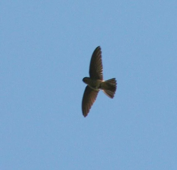 White-rumped Swiftlet