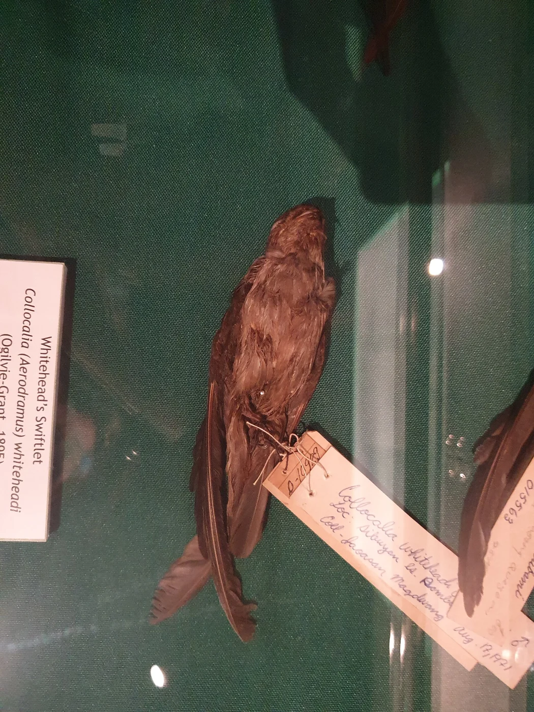 Whitehead's Swiftlet