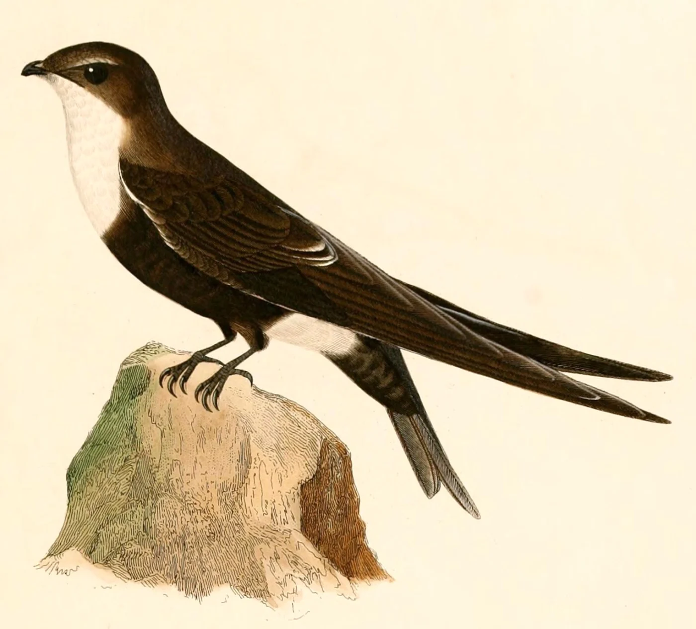 White-tipped Swift