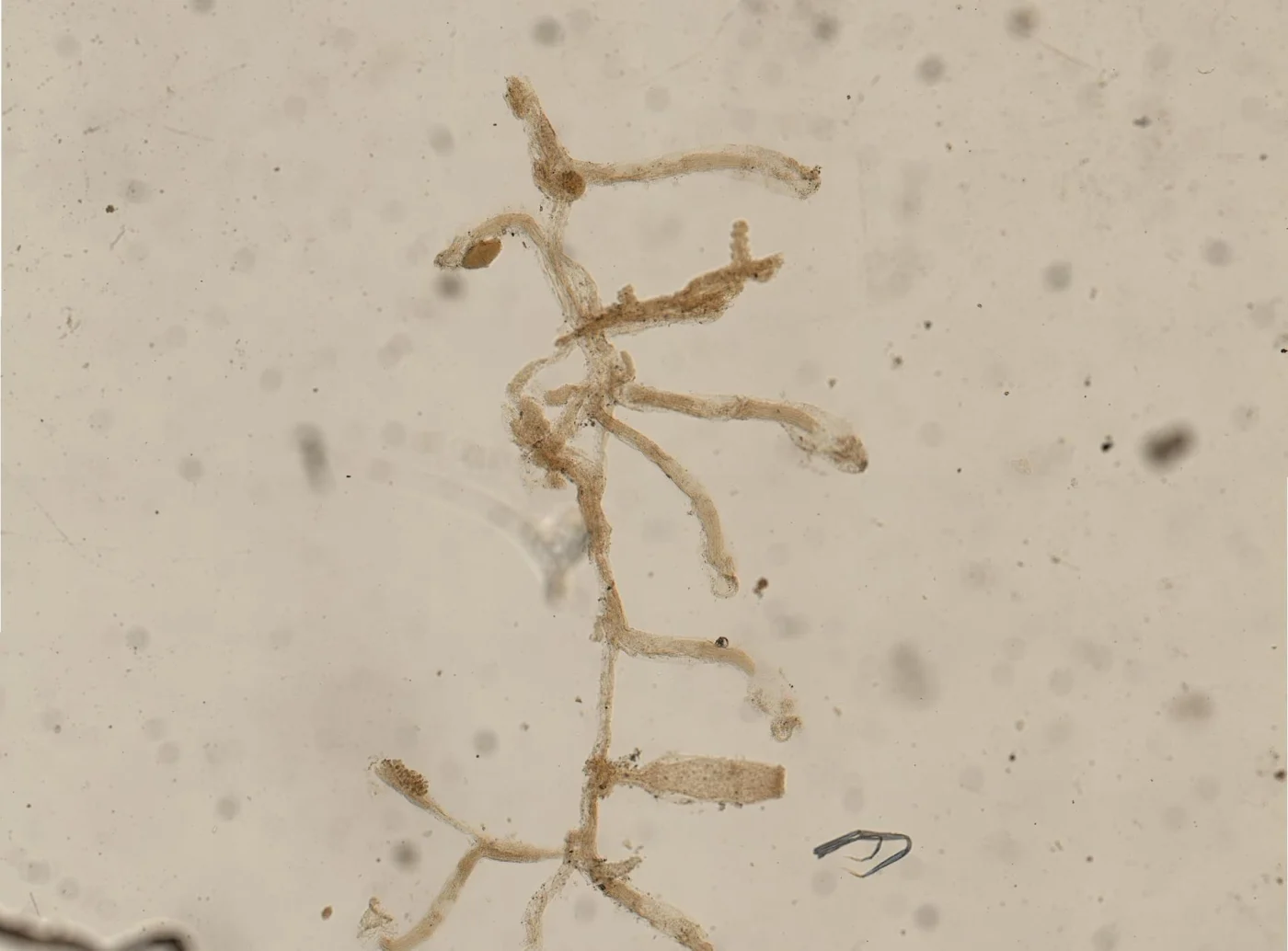 Aetea ligulata