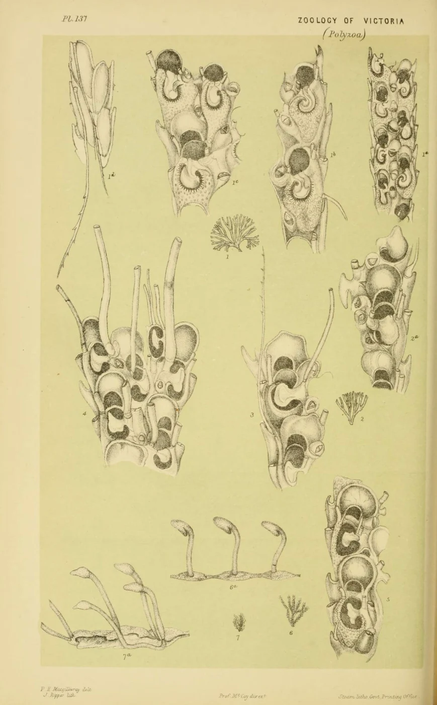 Aetea lineata