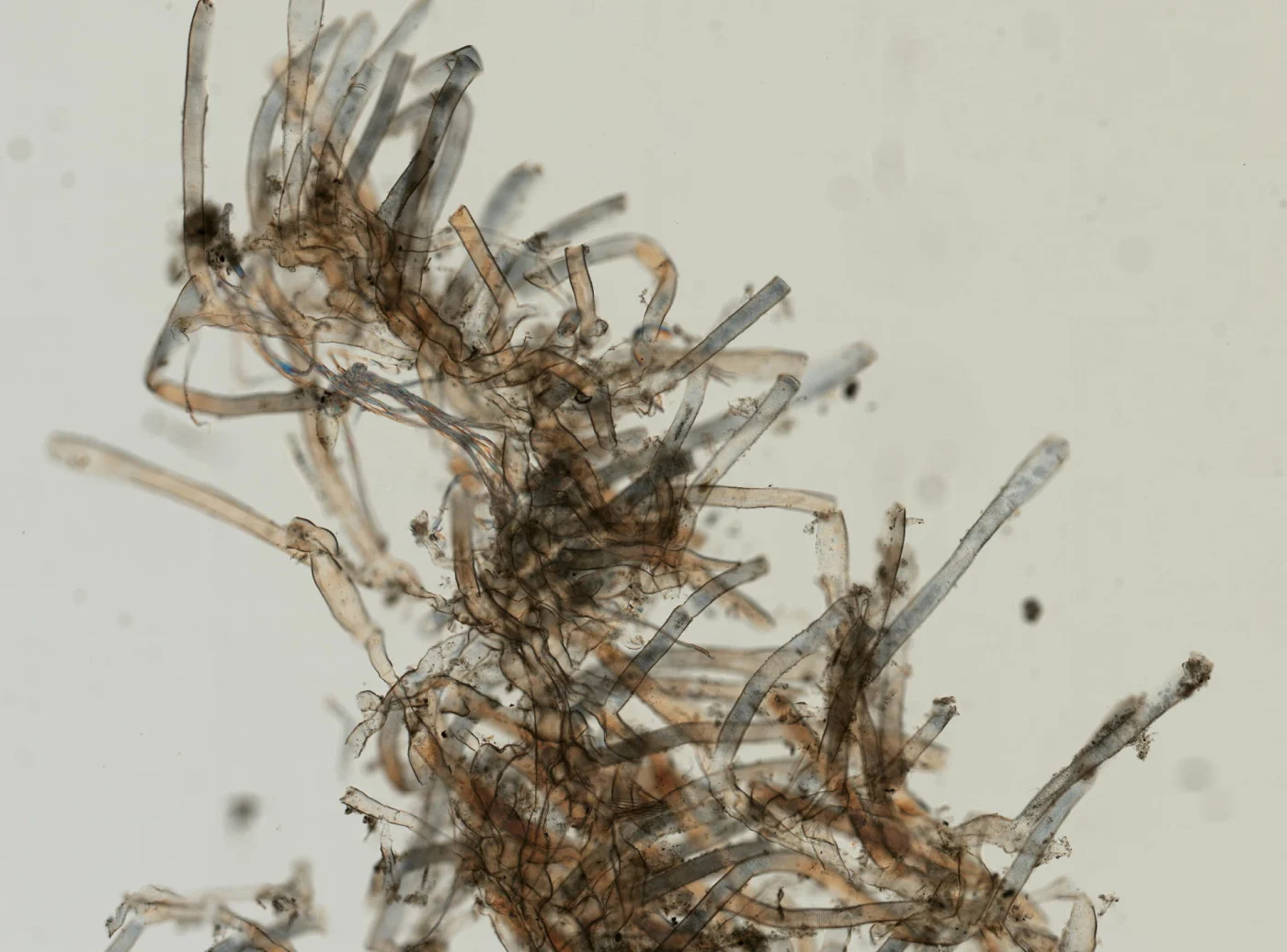 Aetea sica